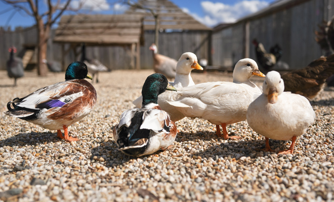 Interpretación de soñar con patos