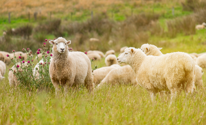 Cuál es el significado de soñar con animales de granja muertos