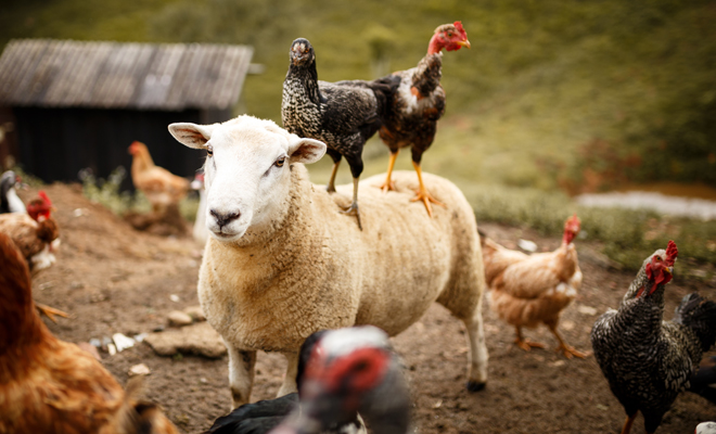 Significado de soñar con excremento de animales de granja
