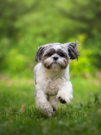 Nombres para perros inspirados en El Rey León (para mascotas alocadas)