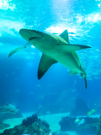 Selacofobia: la sorprendente explicación del miedo a los tiburones