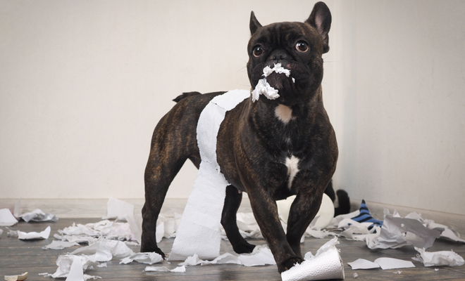 Ideas para ponerle a tu cachorro como nombre