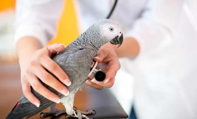 Interpretación de soñar con loros enfermos