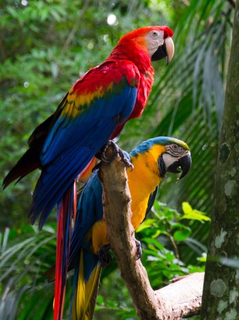 Significados de soñar con loros: ¿necesitas compañía?