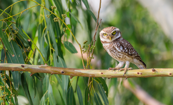 Qué significa soñar con búhos pequeños
