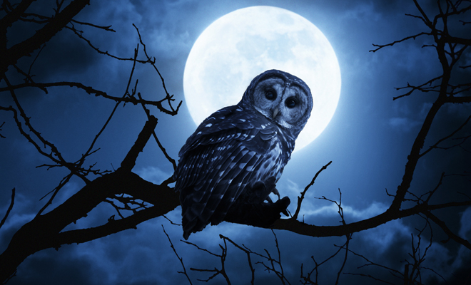 Qué significa soñar con un búho según su color