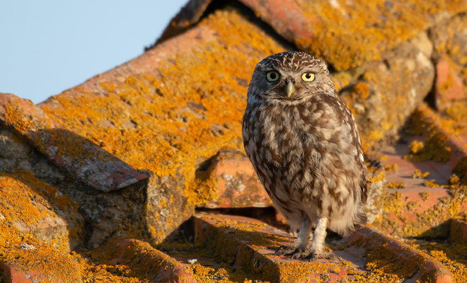 Interpretación de soñar con un búho en casa