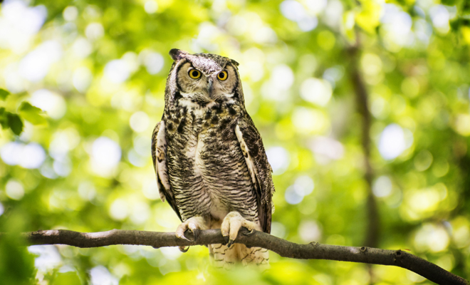 Interpretación de soñar con un búho en un árbol