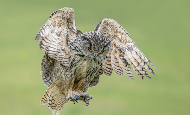 Significado de soñar con un búho que te ataca, te muerde o te persigue