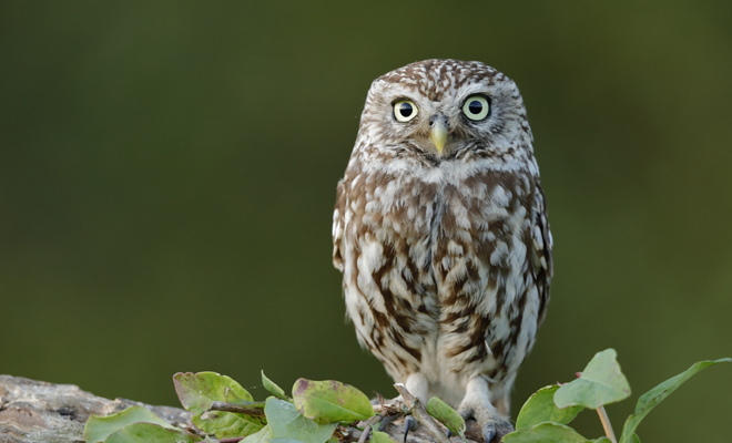 Qué significado tiene soñar con búhos muertos
