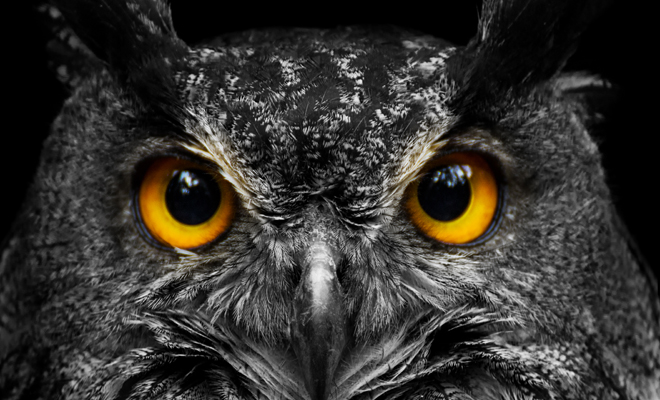 Interpretación de soñar que soy un búho