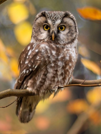 Soñar con búhos: tu capacidad de adaptación a prueba