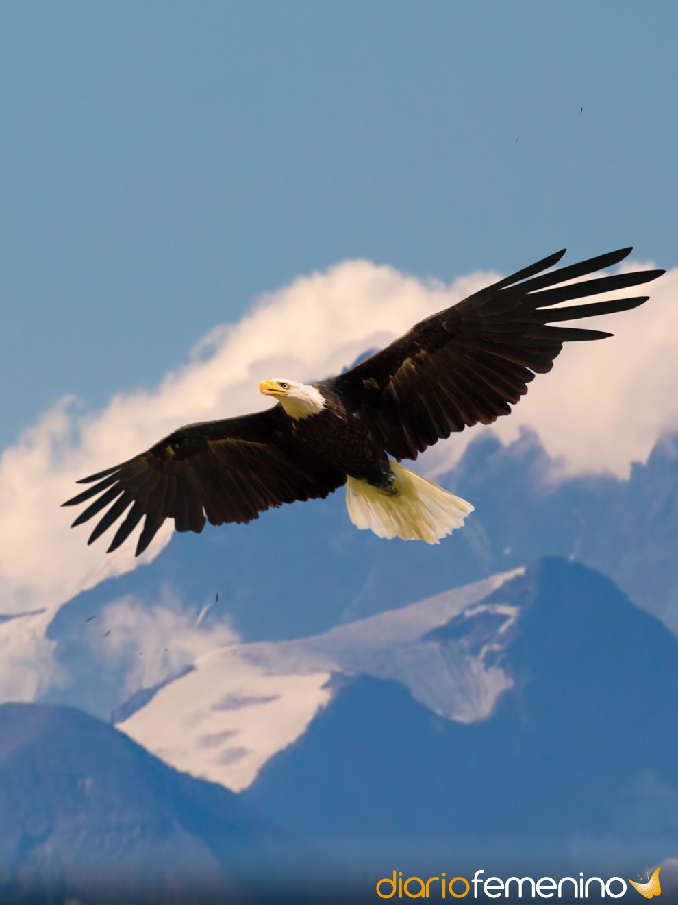 Significado de soñar con águilas: sigue tu instinto