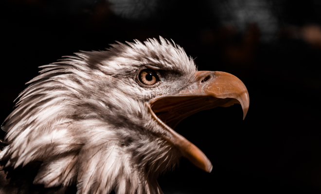 Significado de soñar con águilas: sigue tu instinto