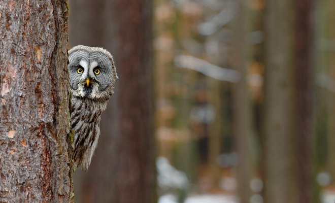 Qué significa soñar que una lechuza te mira o te habla