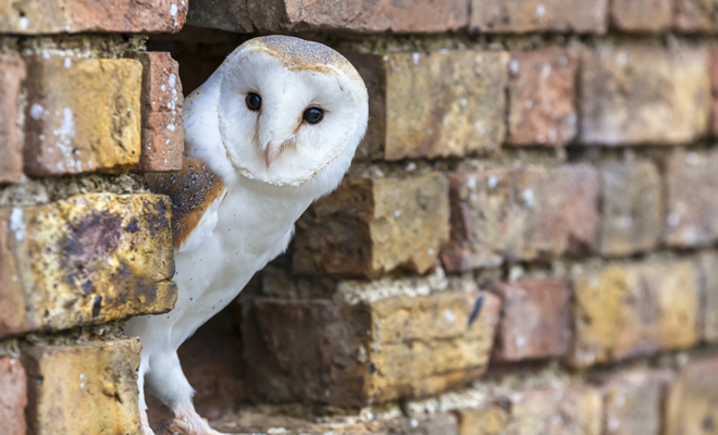 Qué significa soñar que tienes o que te regalan una lechuza