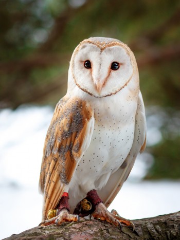 Soñar con una lechuza: utiliza tu inteligencia