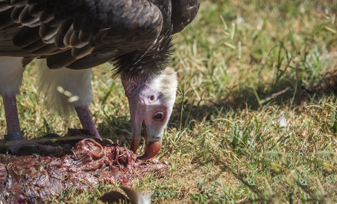El significado de soñar con un buitre comiendo carne