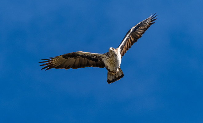 Interpretación de soñar con un buitre volando