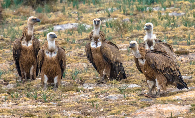 Cuál es el significado de soñar con buitres en el agua o en casa