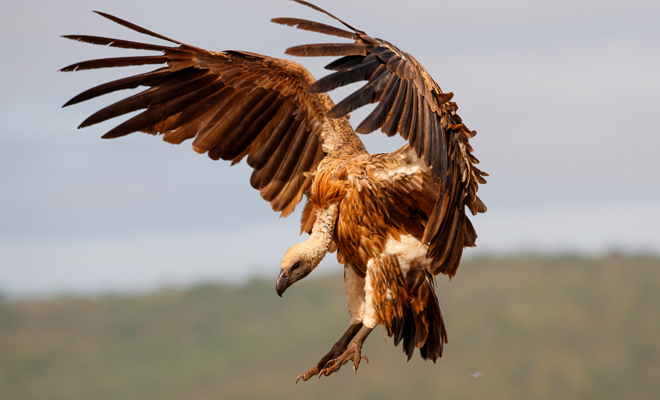 Interpretación de soñar con buitres que te atacan o te persiguen