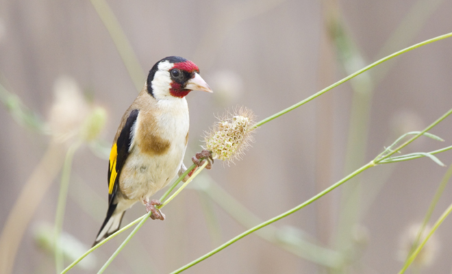 Cuál es el significado de soñar con jilgueros