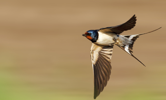 Interpretación de soñar con una golondrina