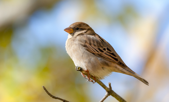 Qué significado tiene soñar con gorriones