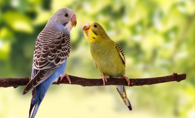 Interpretación de soñar con periquitos