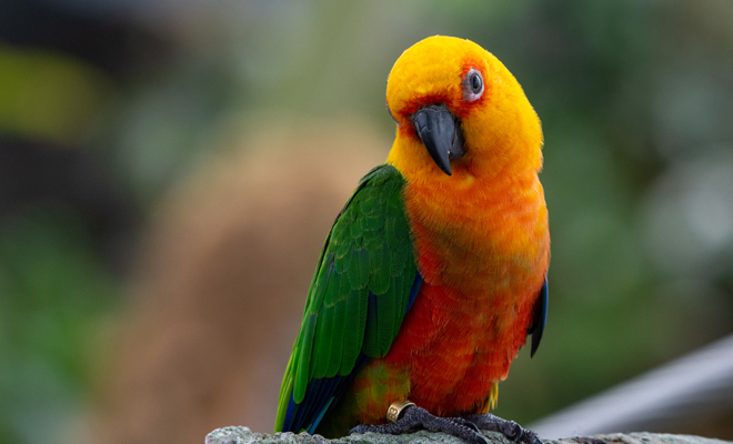 El significado de los sueños con cotorras