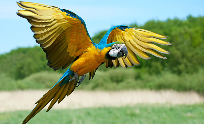 Qué significado tiene soñar con loros y guacamayos