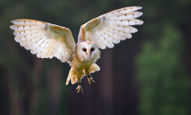 Qué significa soñar con búhos y lechuzas