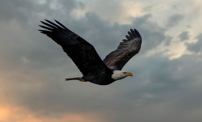 ¿Cuál es el significado de soñar con águilas?