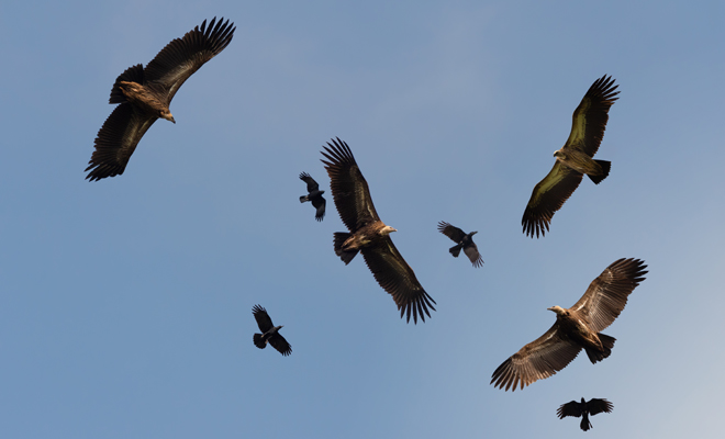 El significado de soñar con buitres