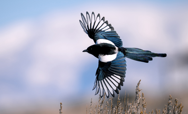 Interpretación de soñar con urracas