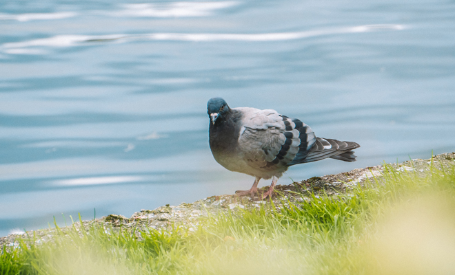 Qué significa soñar con palomas