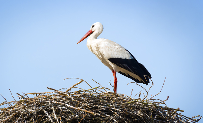 Qué significado tiene soñar con cigüeñas