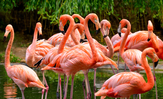 Qué significado tiene soñar con flamencos