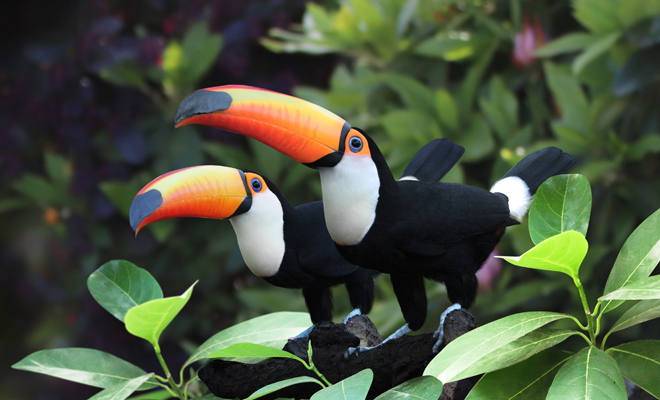 El significado de soñar con un tucán