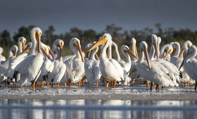 Qué significado tiene soñar con pelícanos