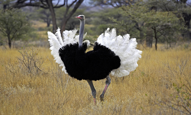 El significado de soñar con una avestruz