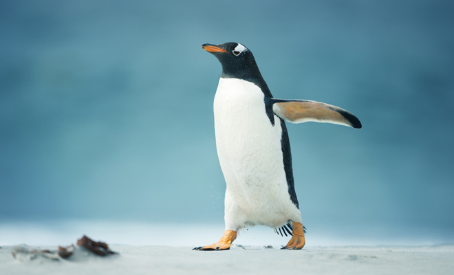 Interpretación de soñar con pingüinos