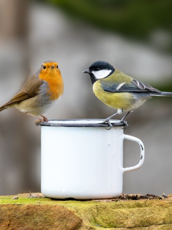 Guía para conocer el significado de soñar con pájaros según su especie