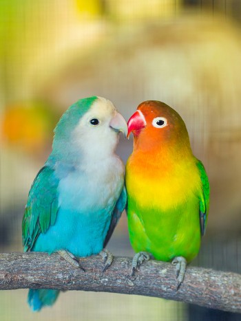 Soñar con pájaros de colores: alcanzar el éxito