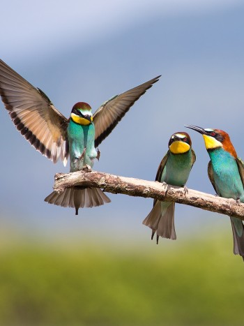 Diferentes significados de soñar con pájaros: sueños de libertad