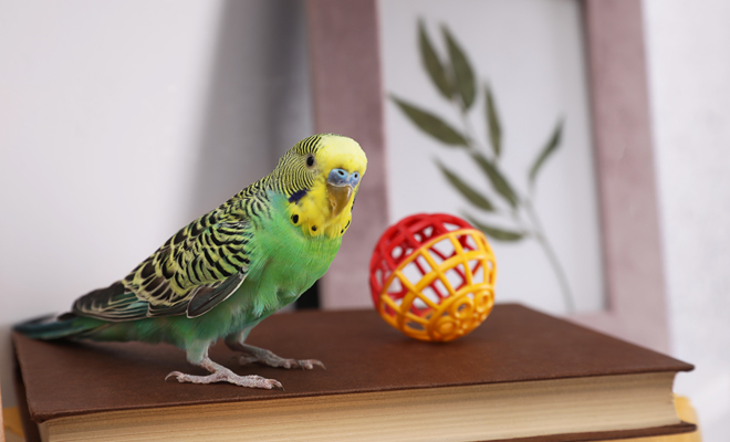 Qué significado tiene soñar con pájaros en casa