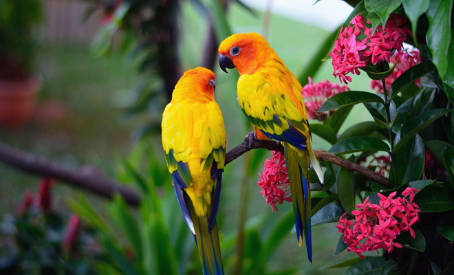 Interpretación de soñar con aves exóticas
