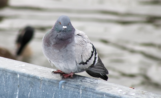 Qué significa soñar con caca de pájaro
