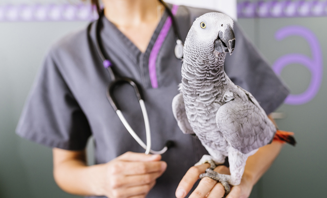 Cuál es el significado de soñar con pájaros heridos o enfermos