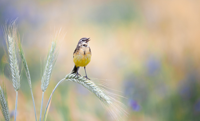 El significado de soñar con pájaros muertos